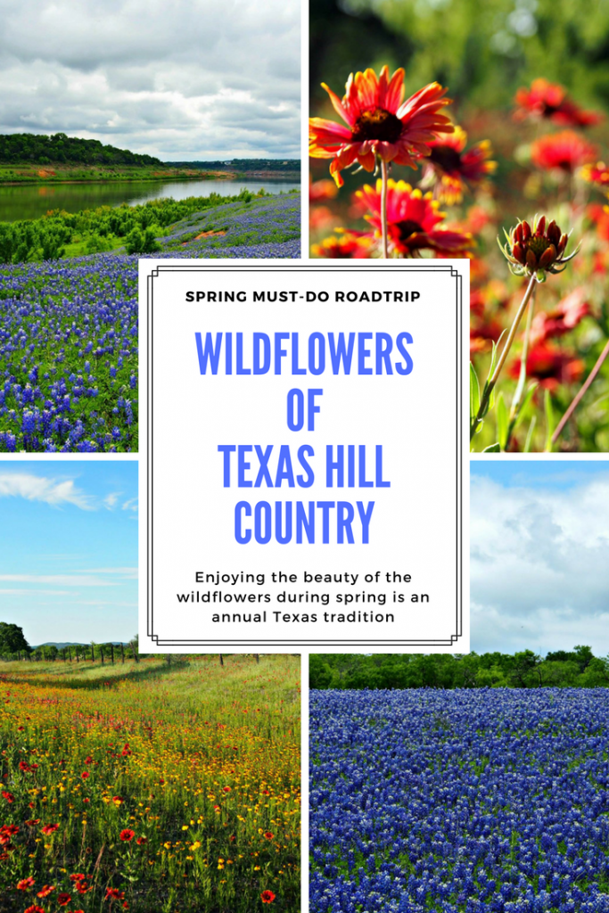 wildflowers-texas-hill-country-bluebonnets-girlinchief