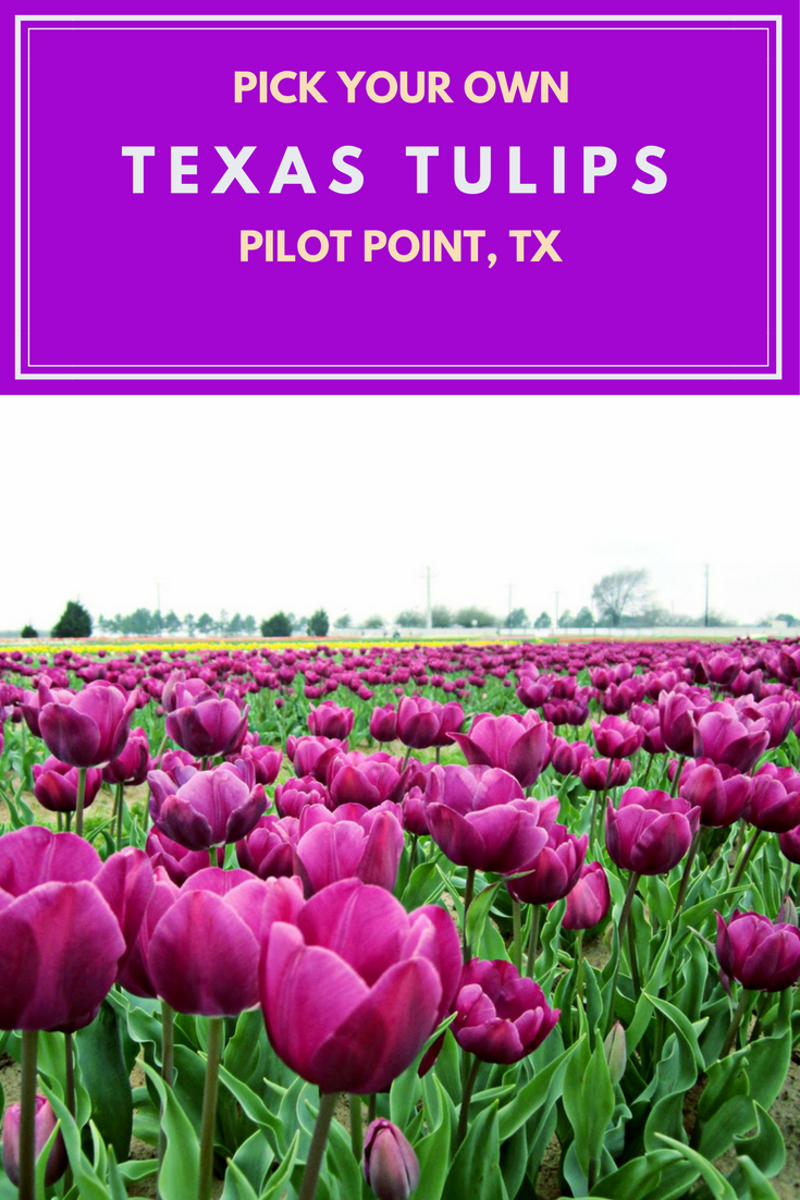 Texas Tulips at Pilot Point Texas-girlinchief