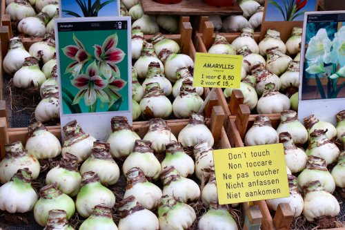 amsterdam-bloemen-market-bulbs