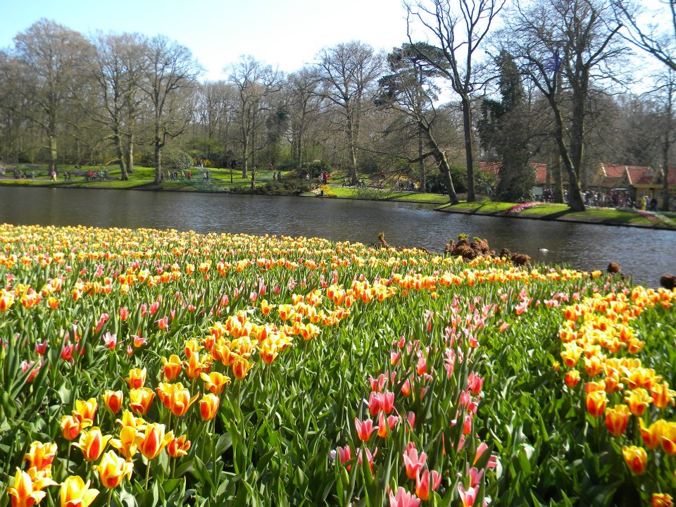 amsterdam-tulip-garden
