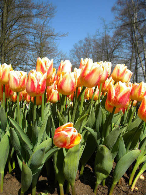 amsterdam-tulips-1