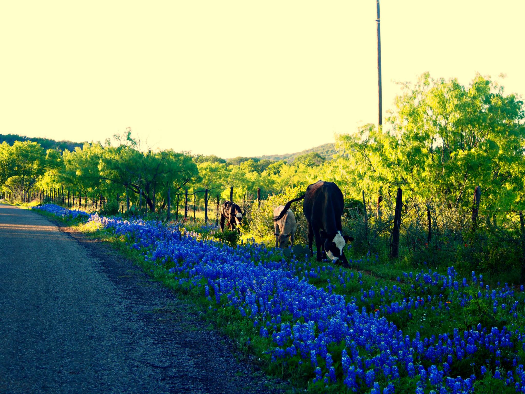 bluebonnets-cows-texas