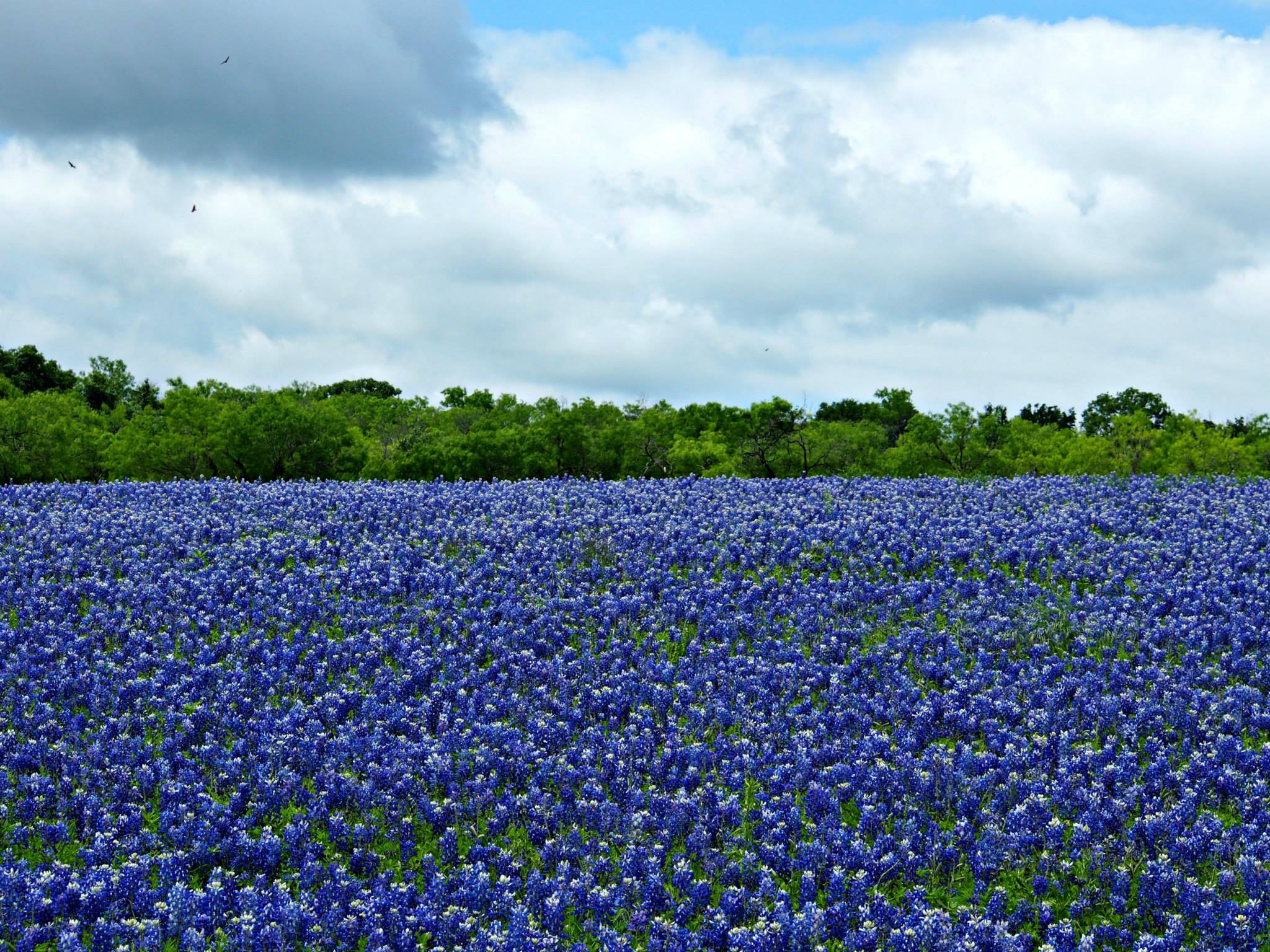 bluebonnets-muleshoe-bend-tx-2