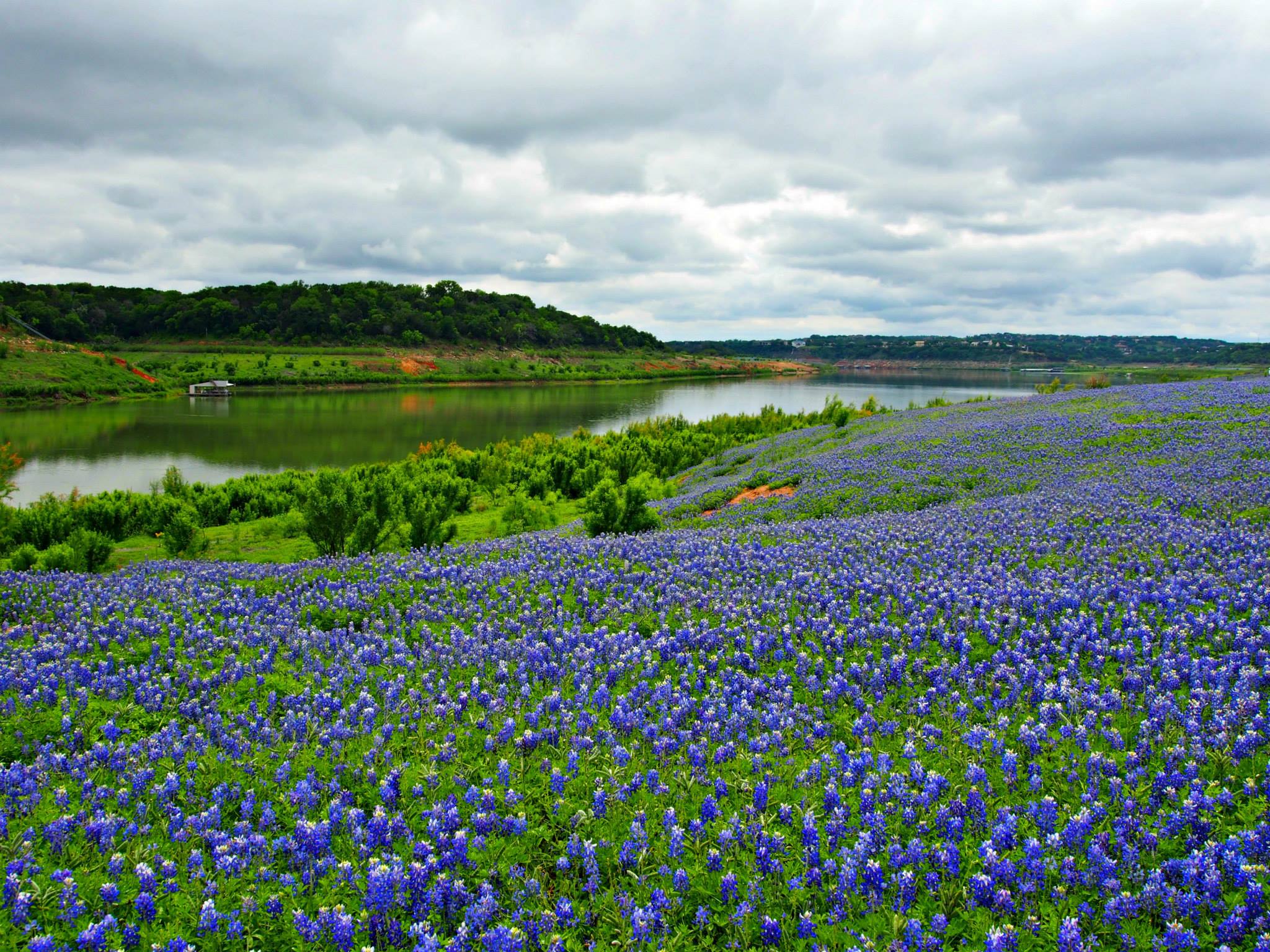 bluebonnets-muleshoe-bend-tx