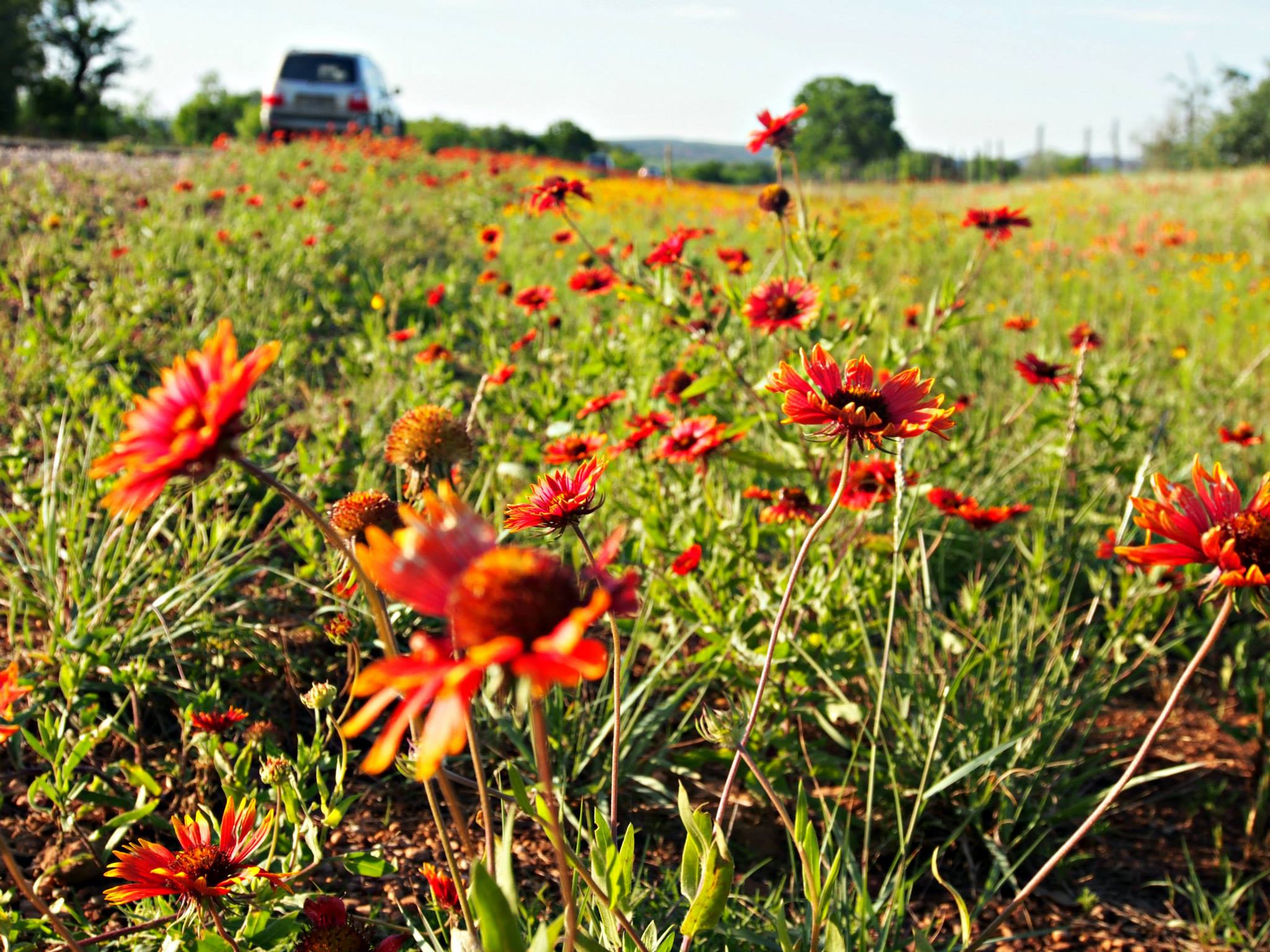 texas-wildflowers-1