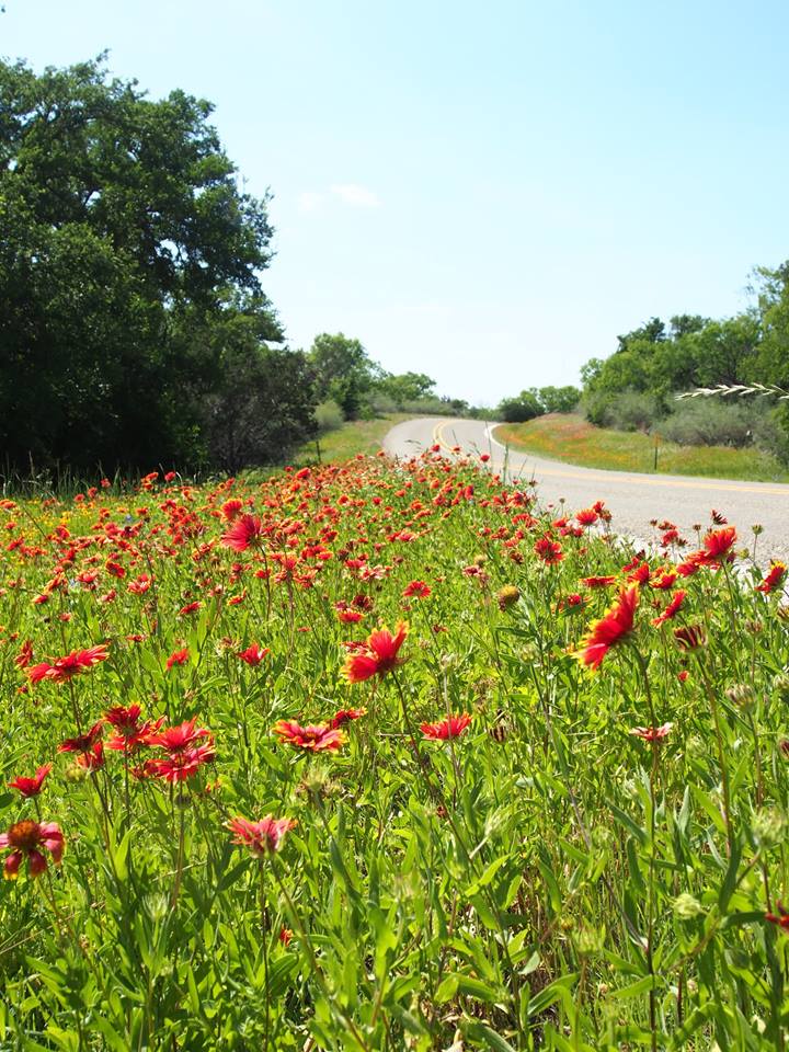 texas-wildflowers