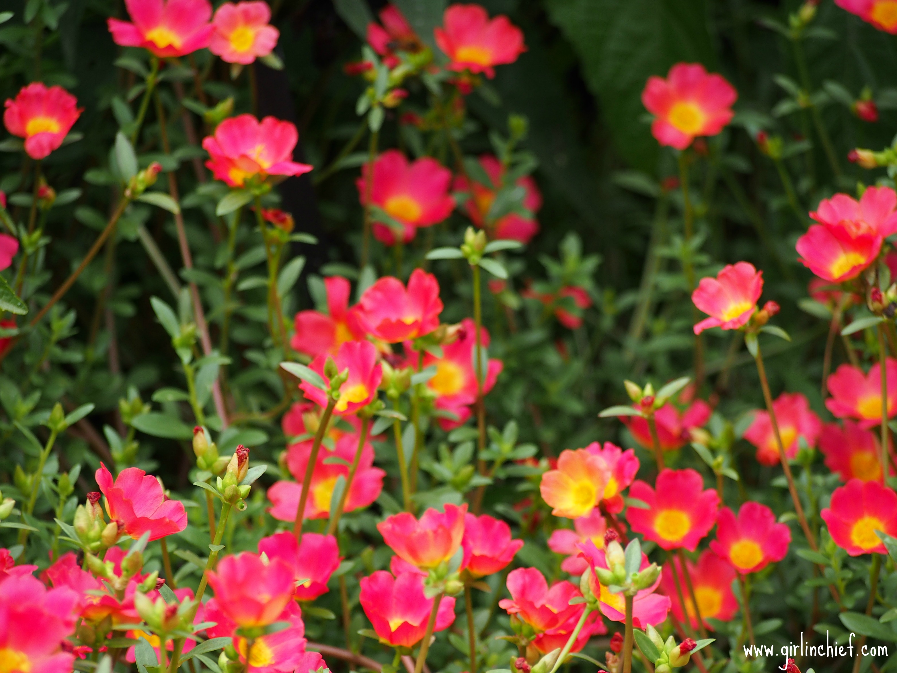 flowers-at-the-dallas-arboretum