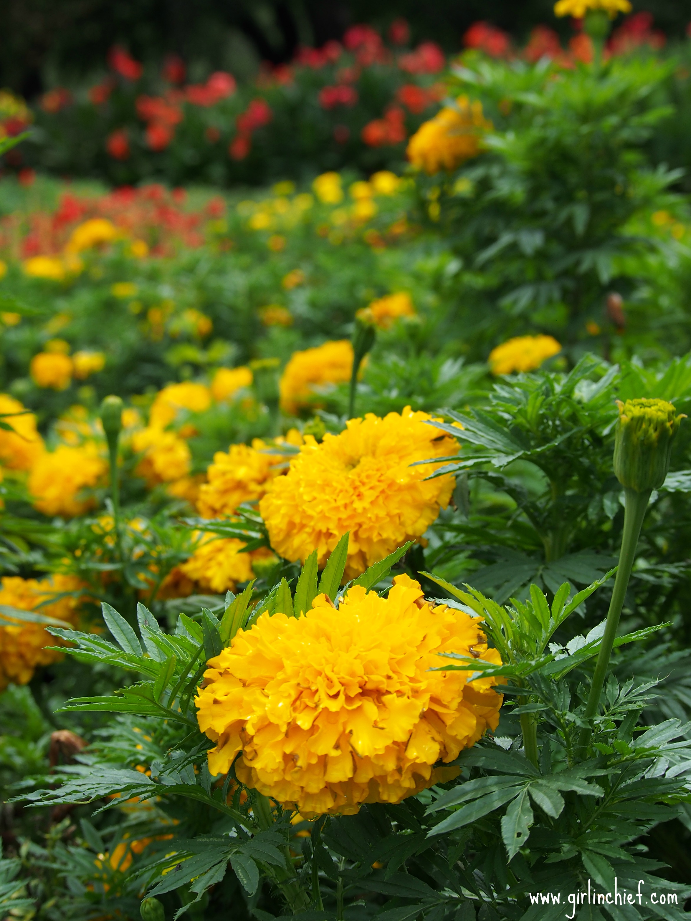 marigold-dallas-arboretum