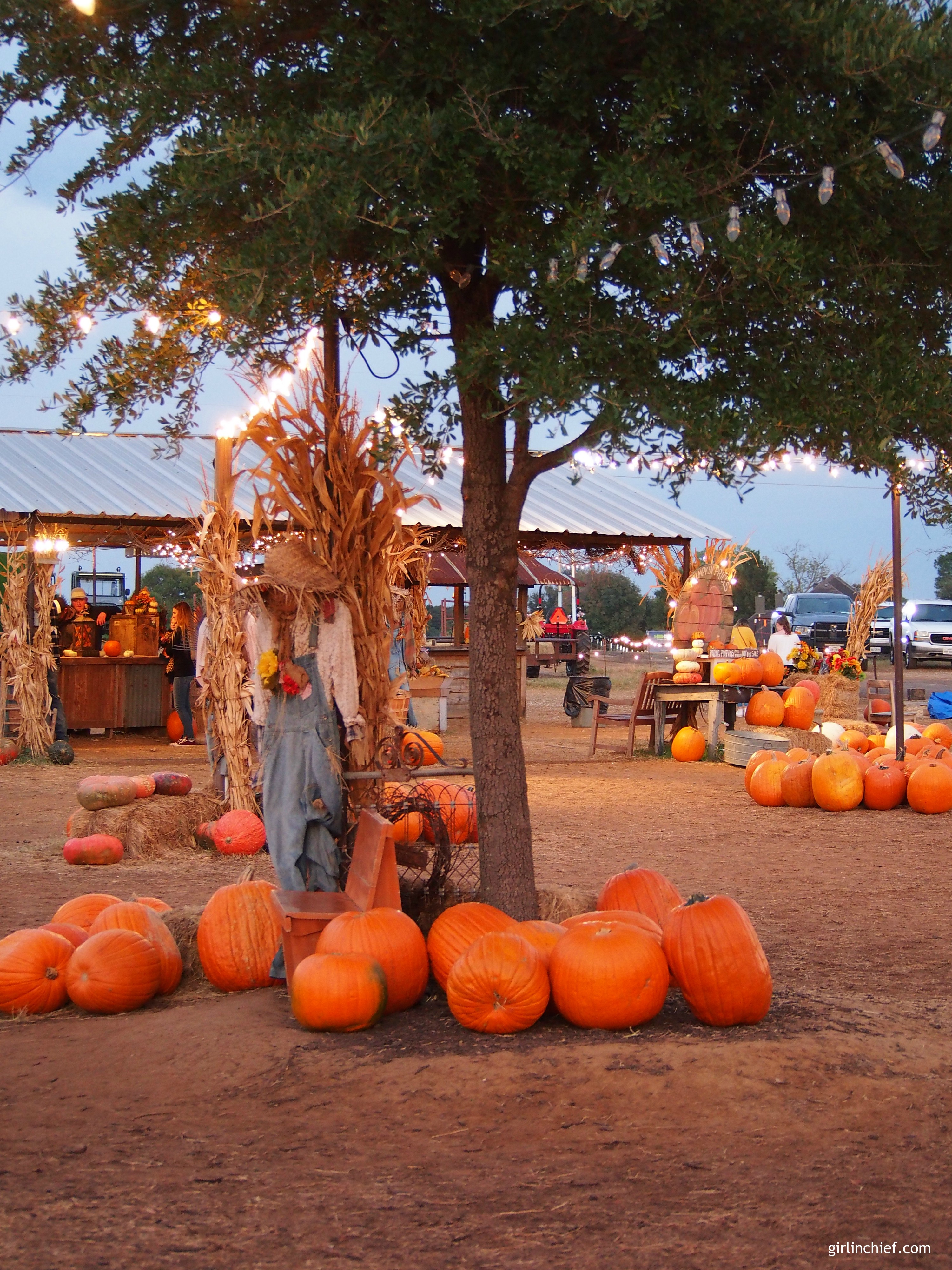 halls-pumpkin-farm-grapevine-tx-girlinchief