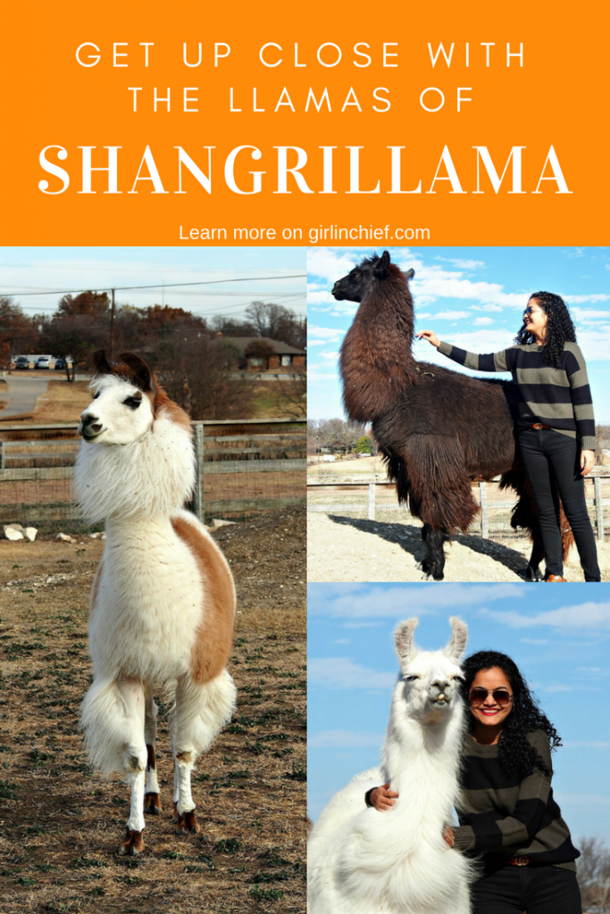 Must-do in Dallas: Llamas of ShangriLlama