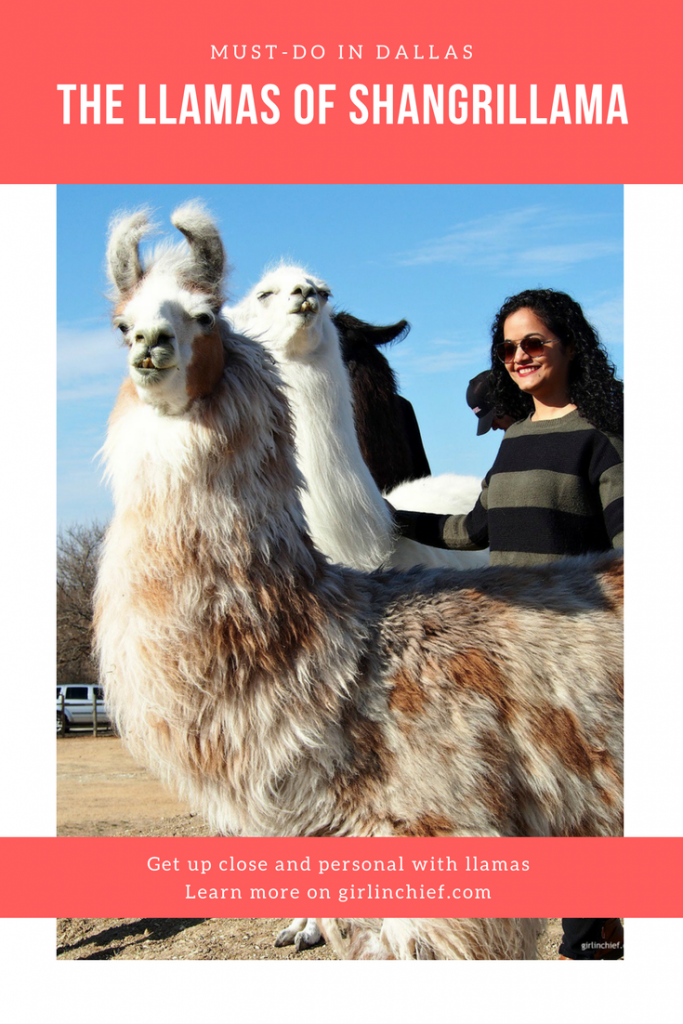 Must-do in Dallas: Llamas of ShangriLlama