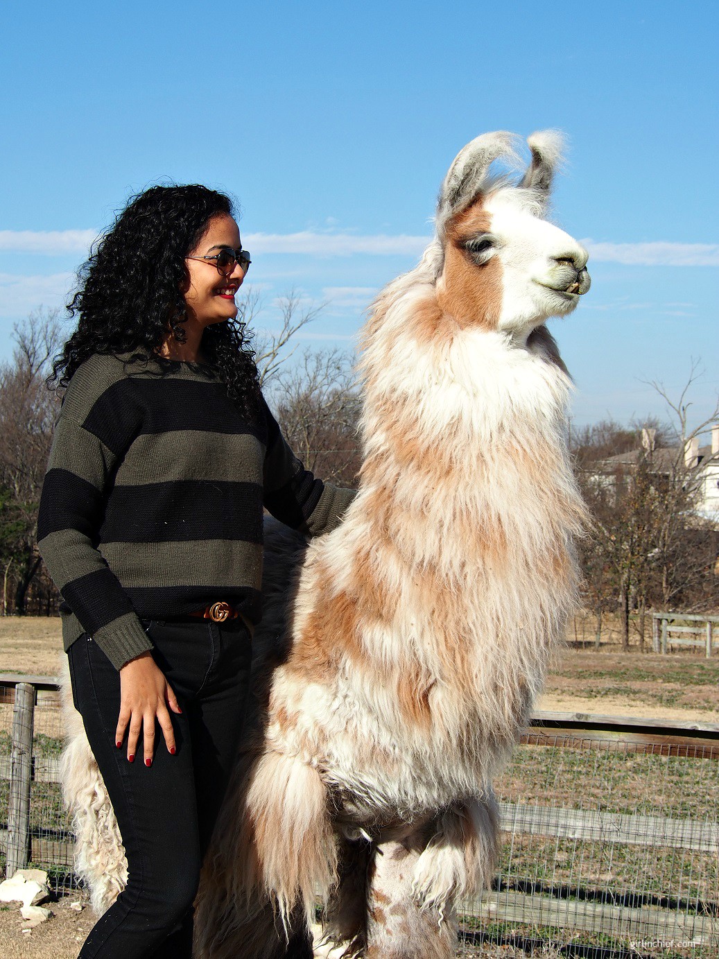 Must-do in Dallas: Llama Lessons at ShangriLlama