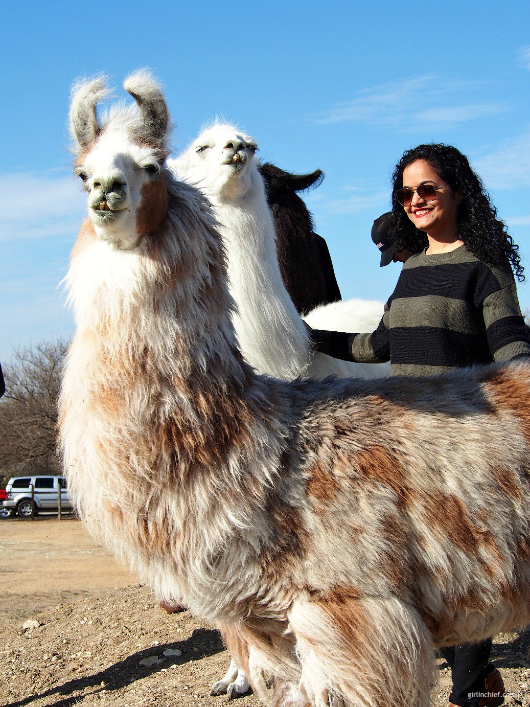 Must-do in Dallas: Llama Lessons at ShangriLlama