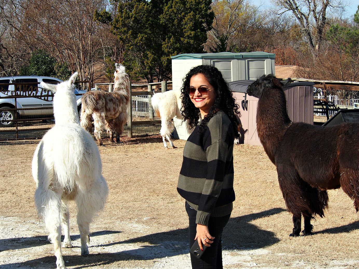 Must-do in Dallas: Llama Lessons at ShangriLlama