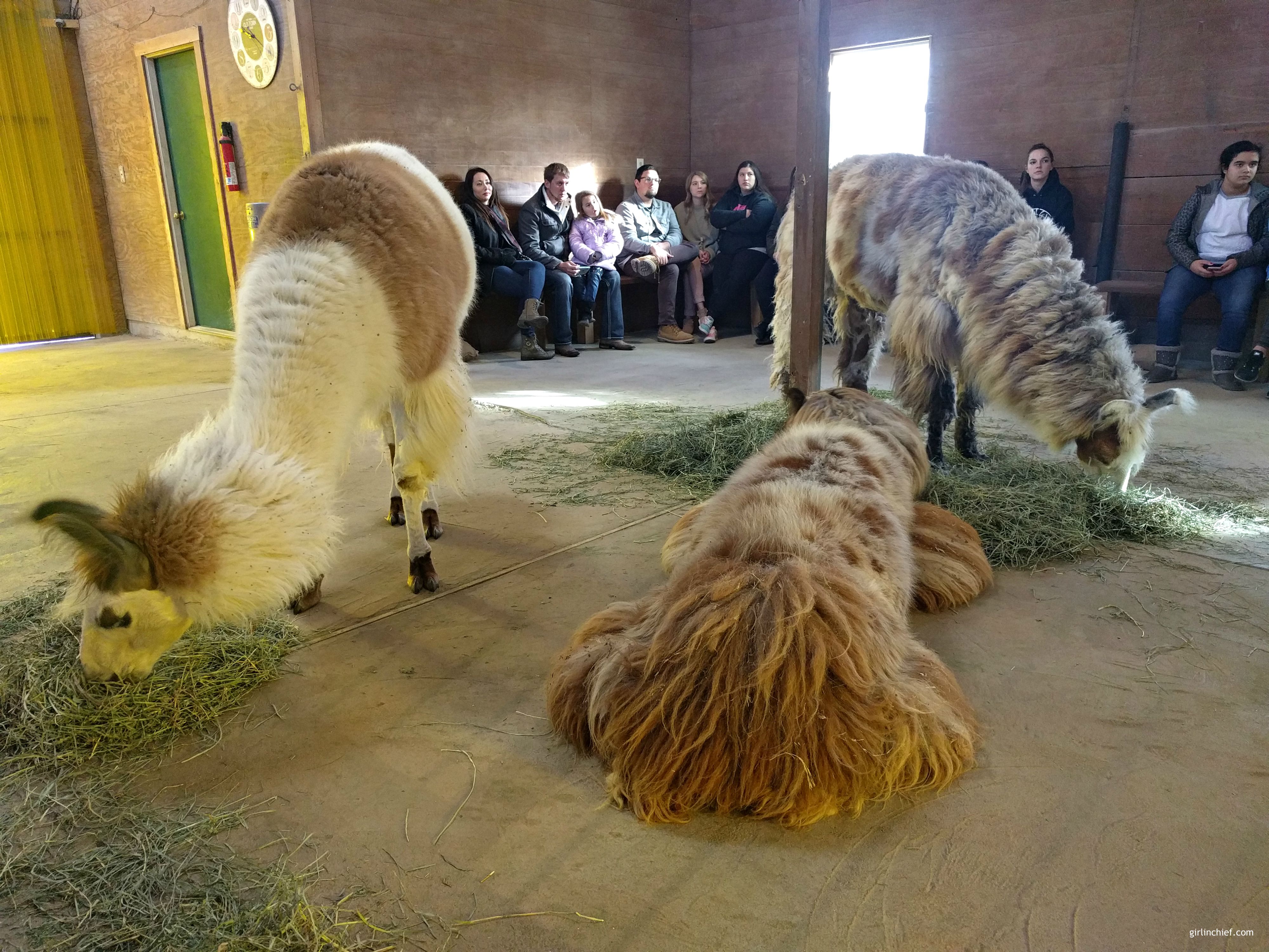 Llama Lessons at ShangriLlama