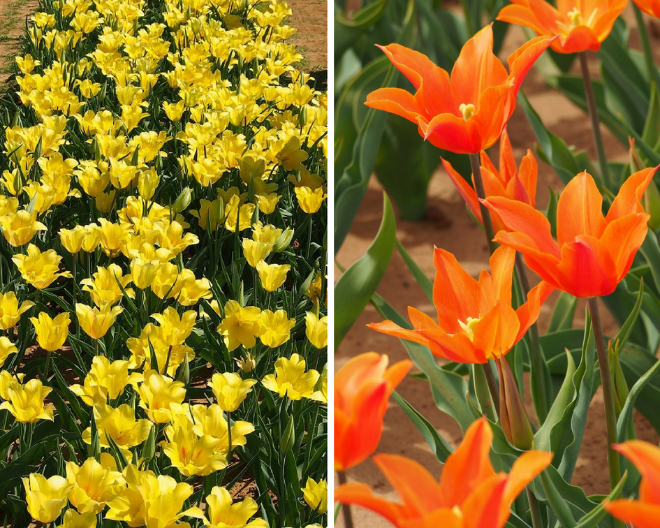 Texas Tulips: A Piece Of Holland In Texas