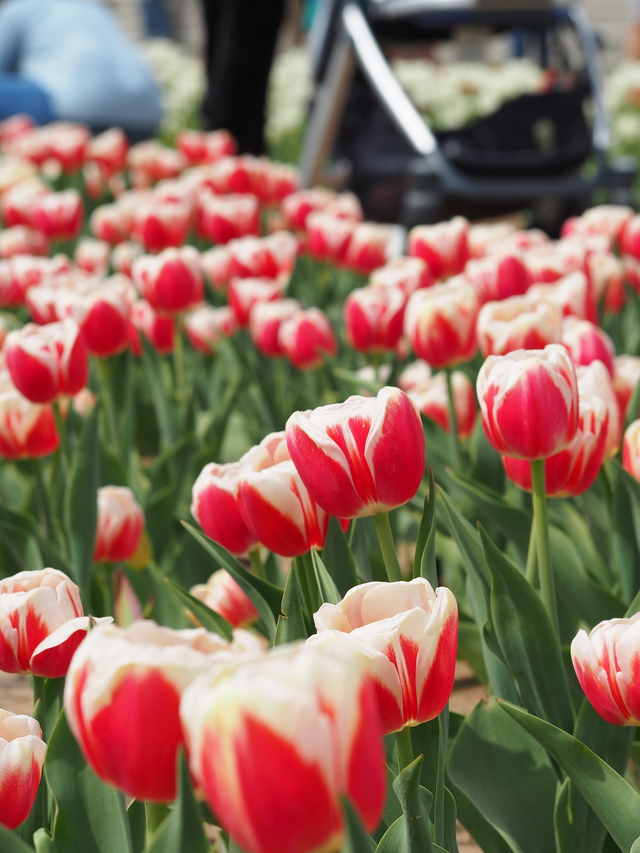 Texas Tulips: A Piece Of Holland In Texas