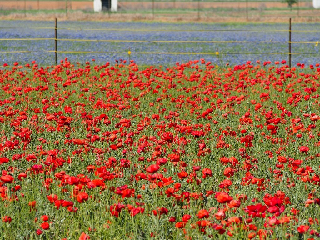 The Poppy Fields at Wildseed Farms, Fredericksburg TX