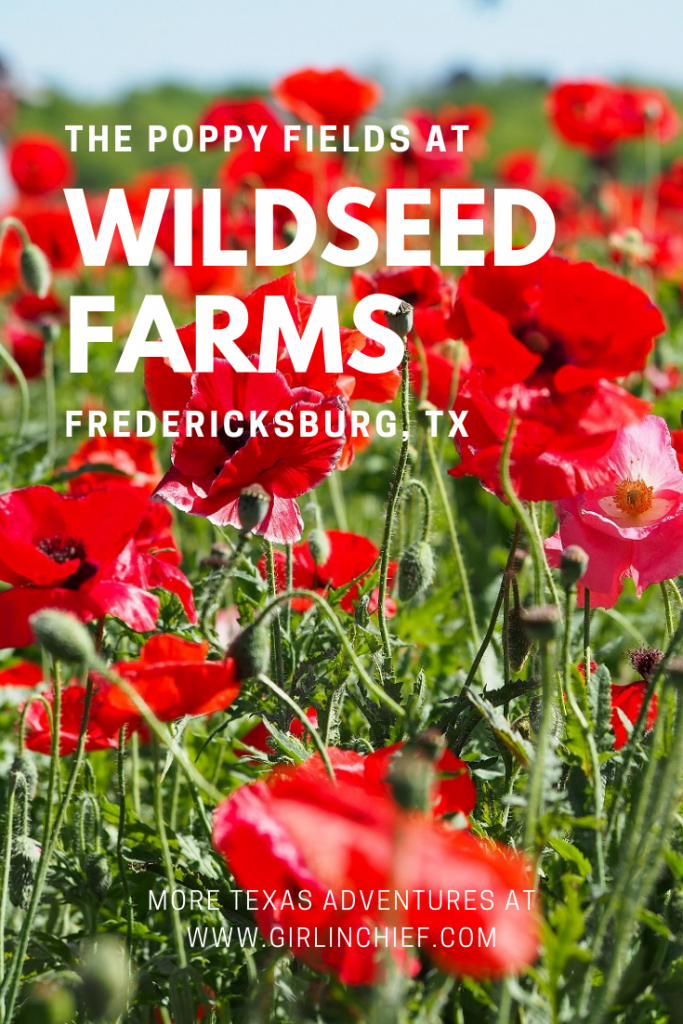 The Poppy Fields at Wildseed Farms, Fredericksburg TX   #wildseedfarms #flowerfields #texashillcountry #fredericksburgtx #texaswildflowers #bluebonnets #springflowers